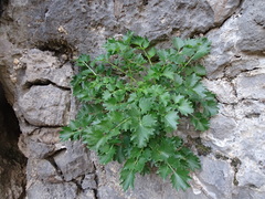 Petromarula pinnata