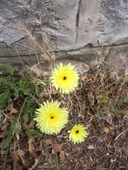 Urospermum dalechampii