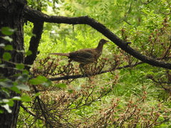 Phasianus colchicus