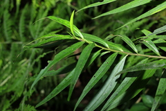 Myoporum betcheanum