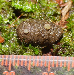 Ascobolus crenulatus