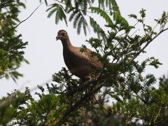 Phasianus colchicus