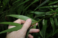 Myoporum betcheanum