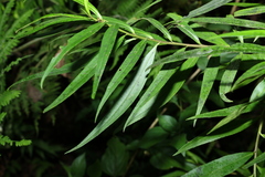 Myoporum betcheanum