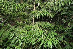 Myoporum betcheanum