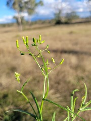 Senecio queenslandicus