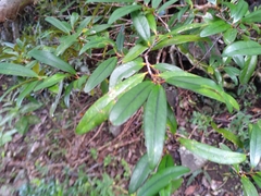 Erythroxylum sideroxyloides