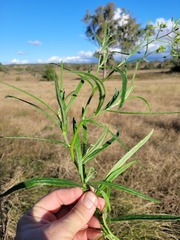 Senecio queenslandicus