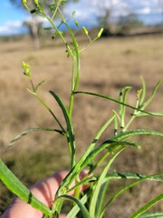Senecio queenslandicus