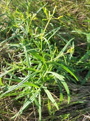 Senecio queenslandicus