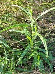 Senecio queenslandicus