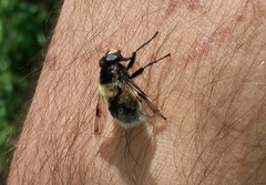 Volucella bombylans