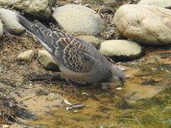 Streptopelia orientalis