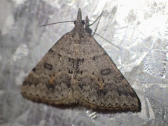 Dichromodes mesogonia