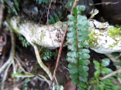 Adiantum rhizophorum