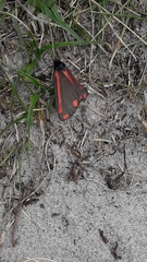 Tyria jacobaeae