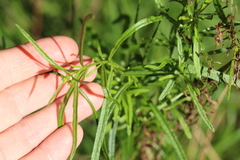 Senecio tenuiflorus