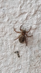 Salticidae