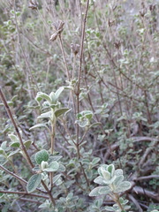 Phlomis lanata