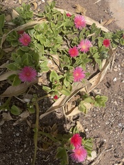 Carpobrotus acinaciformis