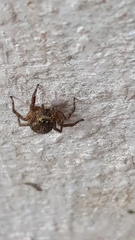 Salticidae