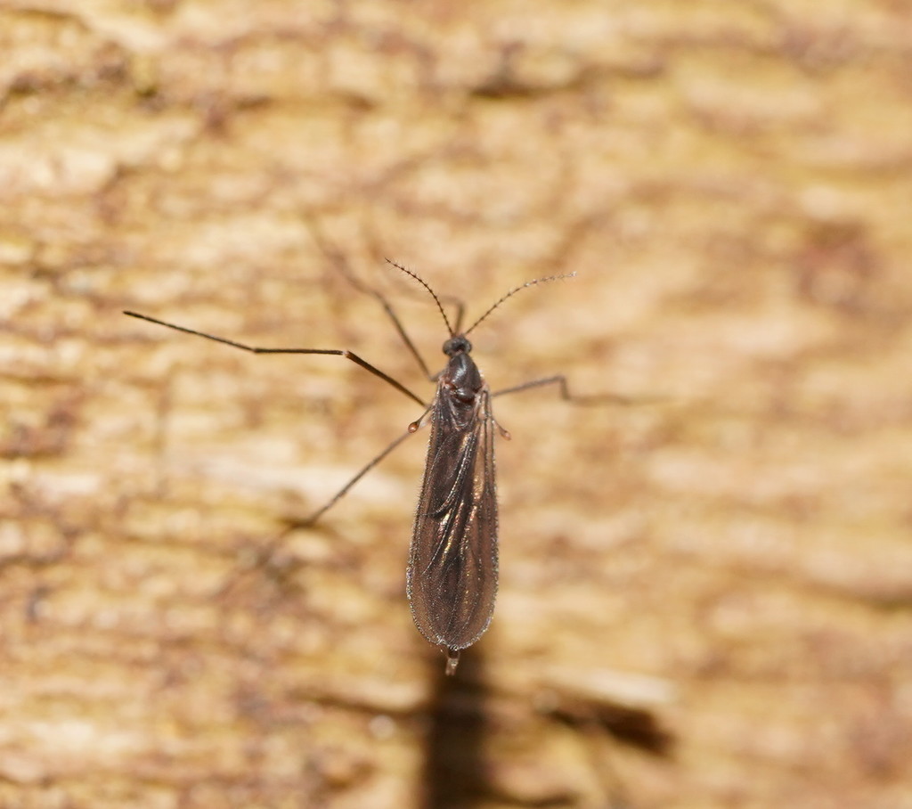 Catotrichinae