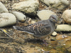 Streptopelia orientalis