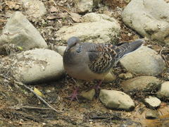 Streptopelia orientalis