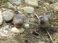 Streptopelia orientalis