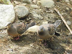 Streptopelia orientalis