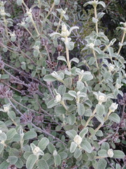 Phlomis lanata