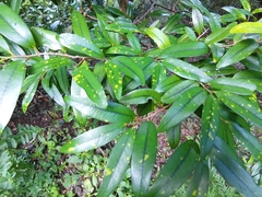 Erythroxylum sideroxyloides