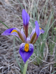 Iris unguicularis cretensis