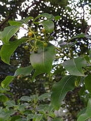 Bourreria petiolaris