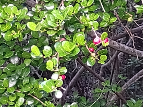 Fernelia buxifolia, photograph 3