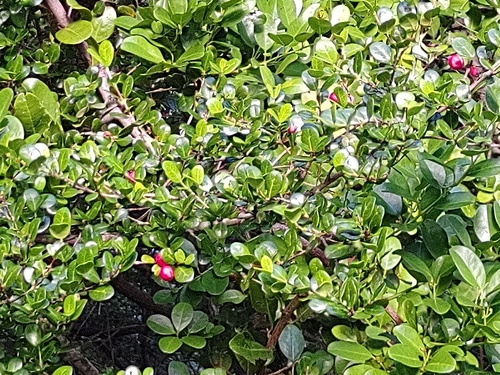 Fernelia buxifolia image