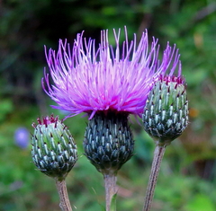 Cirsium monspessulanum