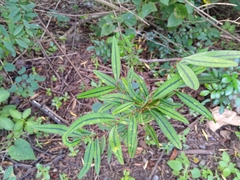 Erythroxylum sideroxyloides