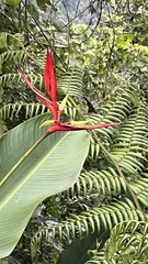 Heliconia subulata