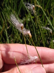 Trichophorum alpinum