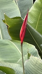 Heliconia subulata