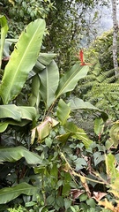 Heliconia subulata