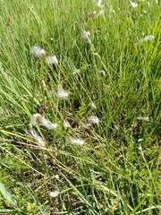 Trichophorum alpinum