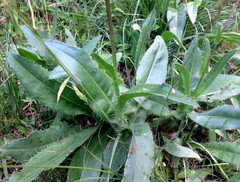 Cirsium monspessulanum