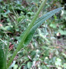 Cirsium monspessulanum