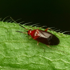 Rhinocapsus vanduzeei