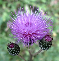 Cirsium monspessulanum