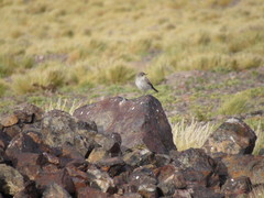 Muscisaxicola frontalis