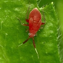 Rhinocapsus vanduzeei