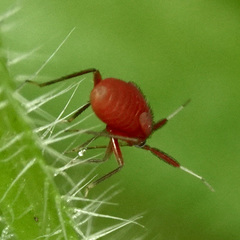 Rhinocapsus vanduzeei